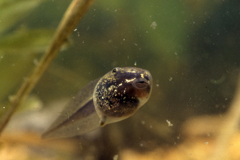 Wood frog tadpole. Credit: Sally Ray